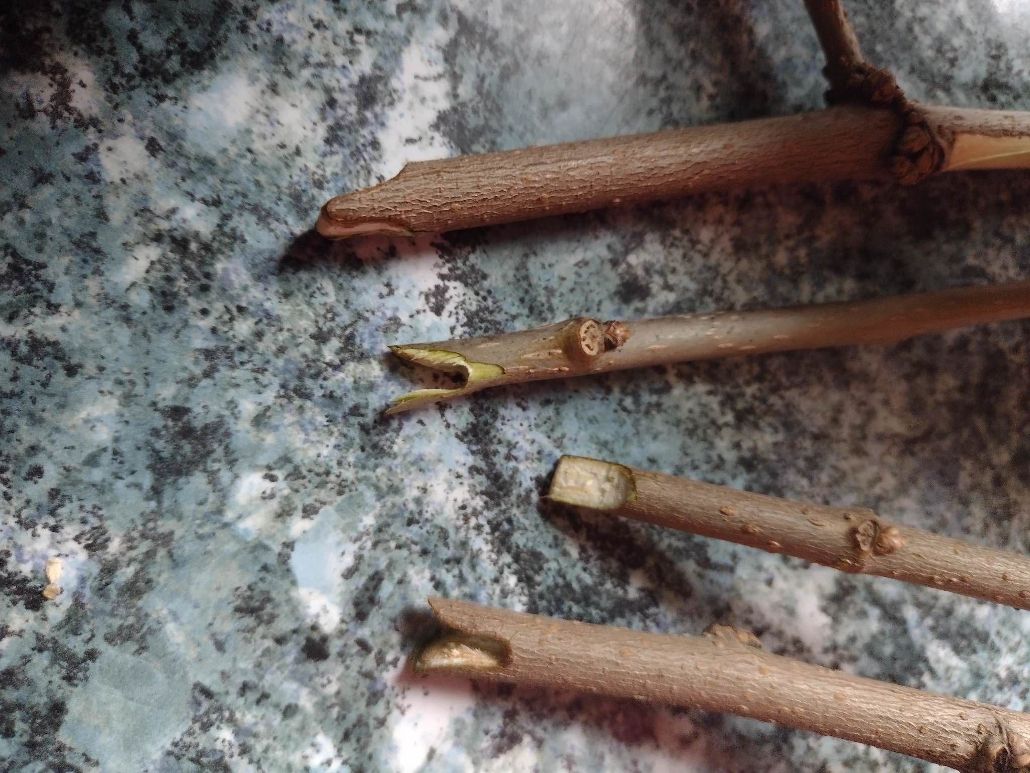 Sekator Do Szczepieñ Drzew i Krzewów z Tam¹ - obrazek 4