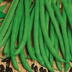 Fasola 'Negra' Odporna Na Choroby Kiepenkerl