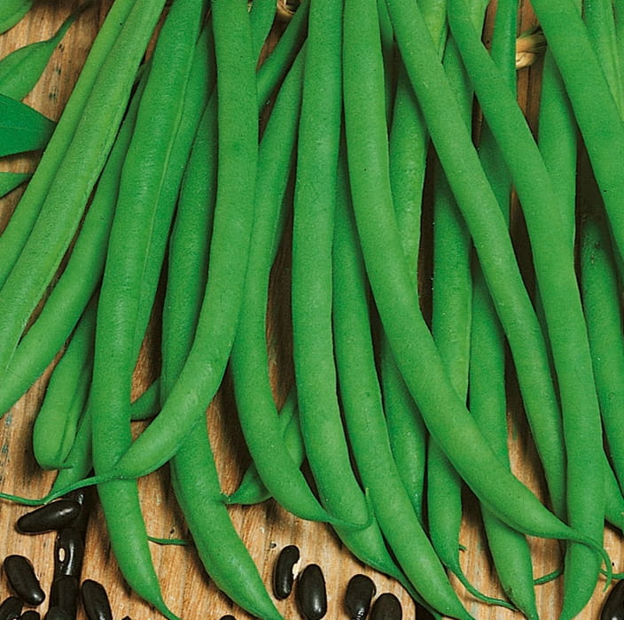 Fasola 'Negra' Odporna Na Choroby Kiepenkerl