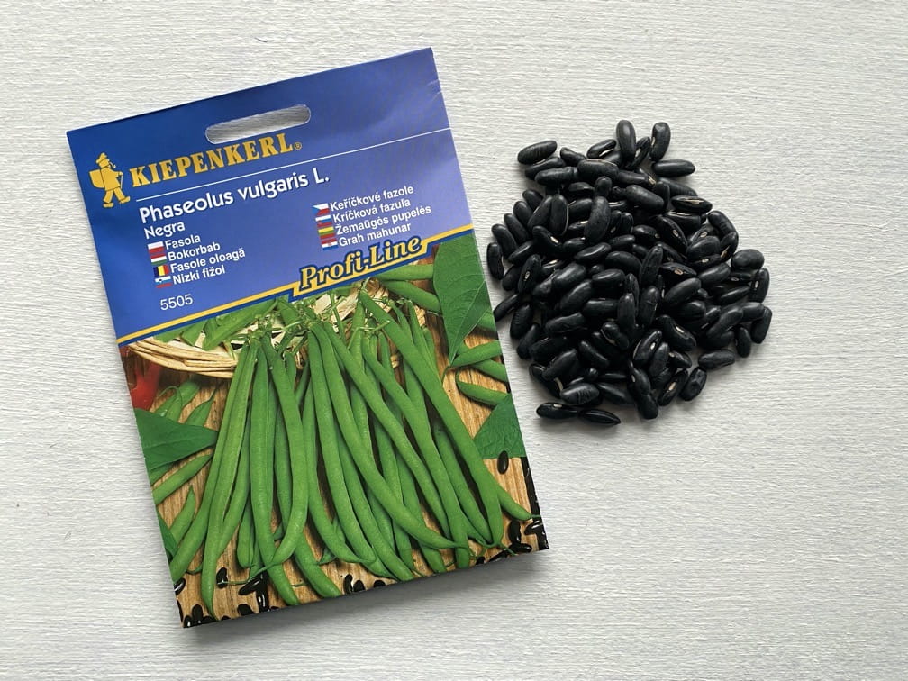 Fasola 'Negra' Odporna Na Choroby Kiepenkerl - obrazek 2