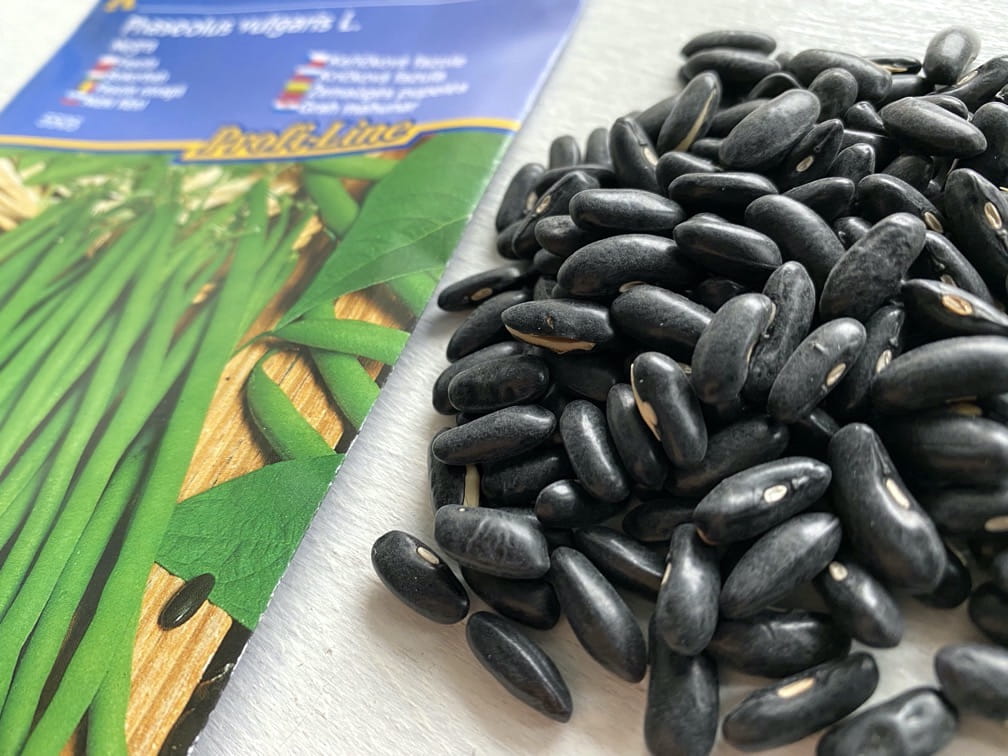 Fasola 'Negra' Odporna Na Choroby Kiepenkerl - obrazek 3