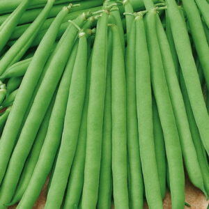 Fasola 'Primavera' Odporna Na Choroby Kiepenkerl