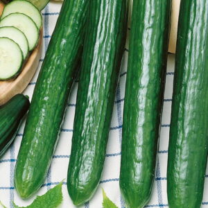 Ogórek 'Saladin' F1 D³ugi Kiepenkerl