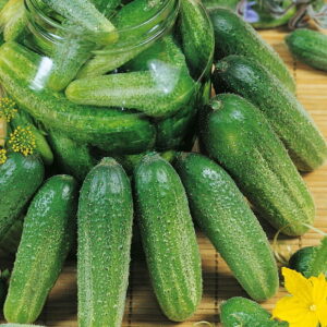 Ogórek 'Charlotte' F1 Gruntowy Kiepenkerl