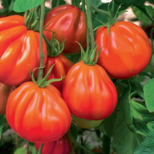 Pomidor 'Aurea' F1  Bawole Serce  Kiepenkerl