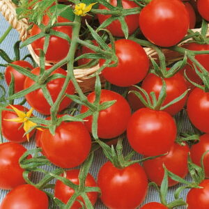 Pomidor 'Siderno' F1  Koktajlowy  Kiepenkerl