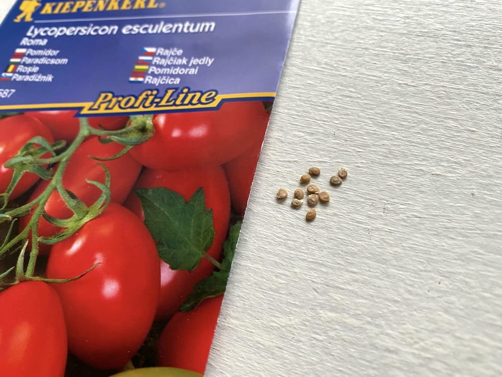 Pomidor 'Roma' Rzymski Kiepenkerl - obrazek 3