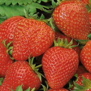 Truskawka 'Elan' F1 Zwisaj¹ca Kiepenkerl