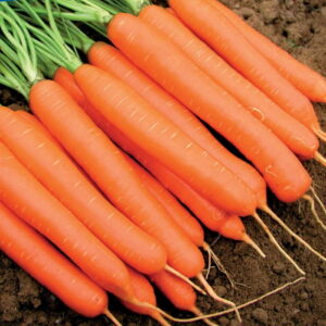 Marchew 'Romance' F1 S³odka Kiepenkerl