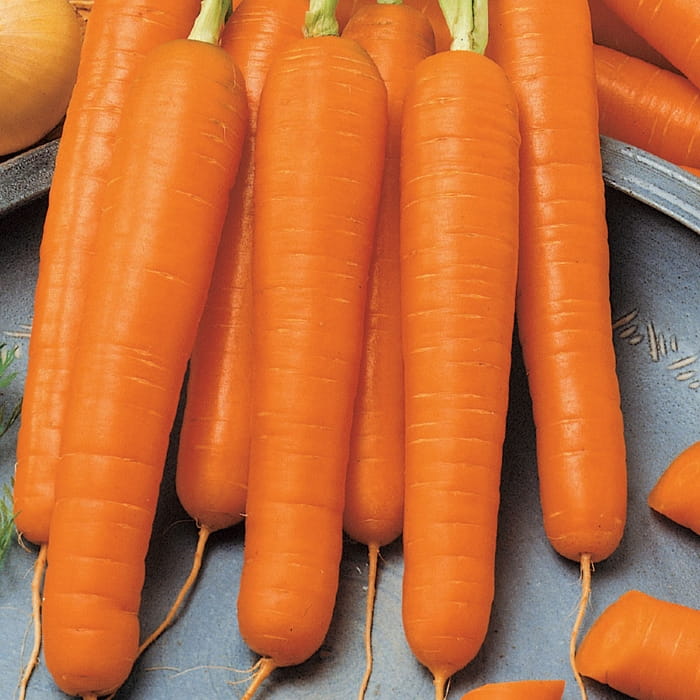 Marchew 'Flyaway' F1 Odporna Kiepenkerl