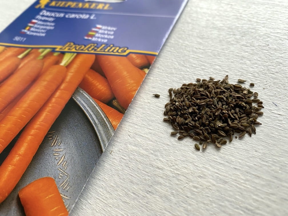 Marchew 'Flyaway' F1 Odporna Kiepenkerl - obrazek 3