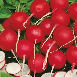 Rzodkiewka Vitessa - Kiepenkerl