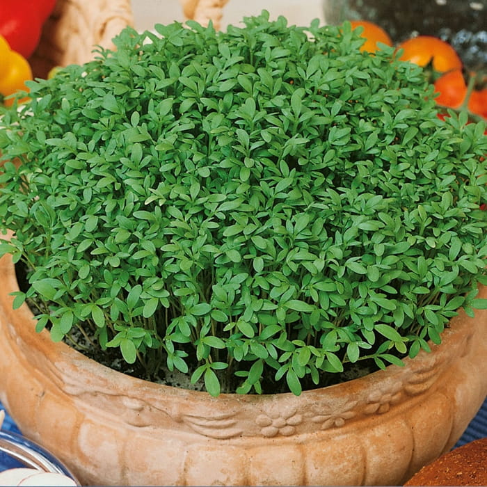 Rze¿ucha Cressida - Kiepenkerl