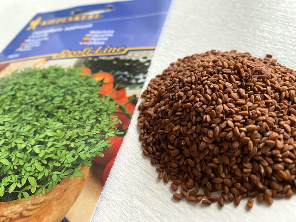 Rze¿ucha Cressida - Kiepenkerl - obrazek 3