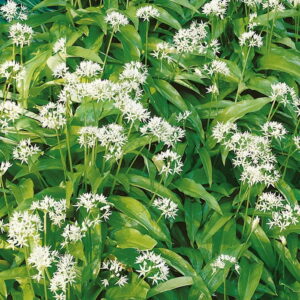 Czosnek Niedwiedzi - Kiepenkerl