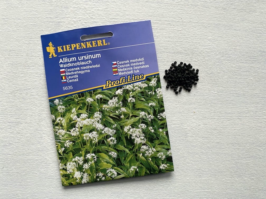 Czosnek Niedwiedzi - Kiepenkerl - obrazek 2