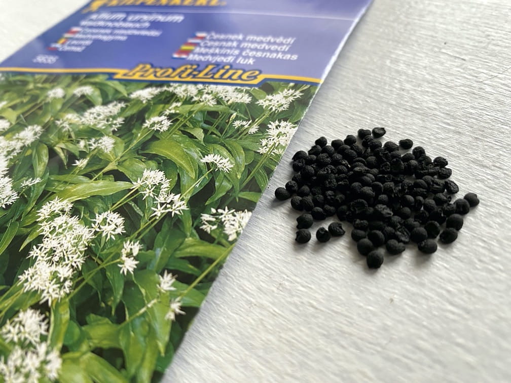 Czosnek Niedwiedzi - Kiepenkerl - obrazek 3