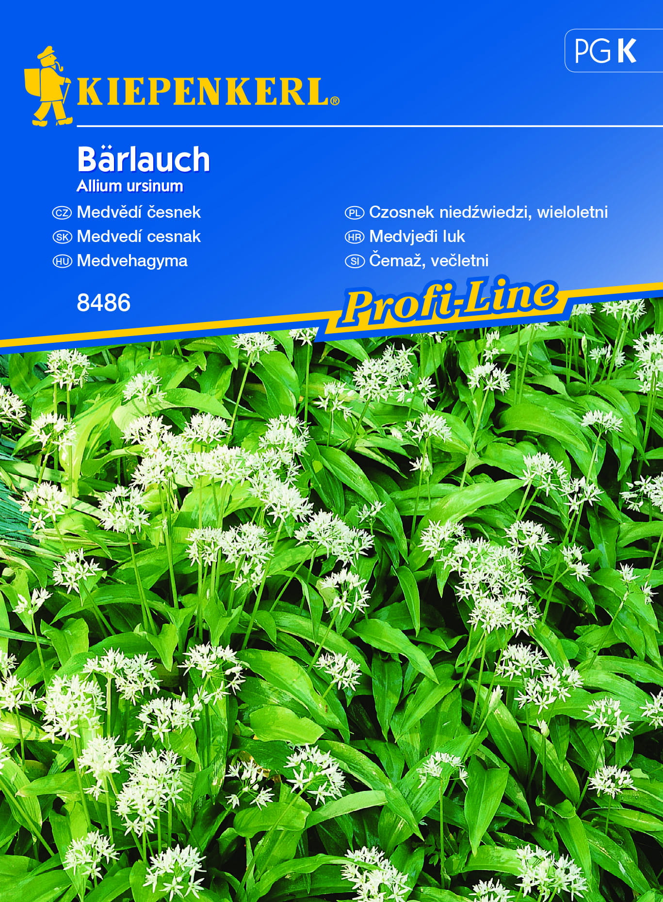 Czosnek Niedwiedzi - Kiepenkerl - obrazek 6