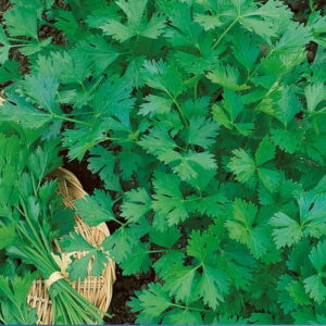 Pietruszka naciowa 'Gigante d'Italia' Kiepenkerl