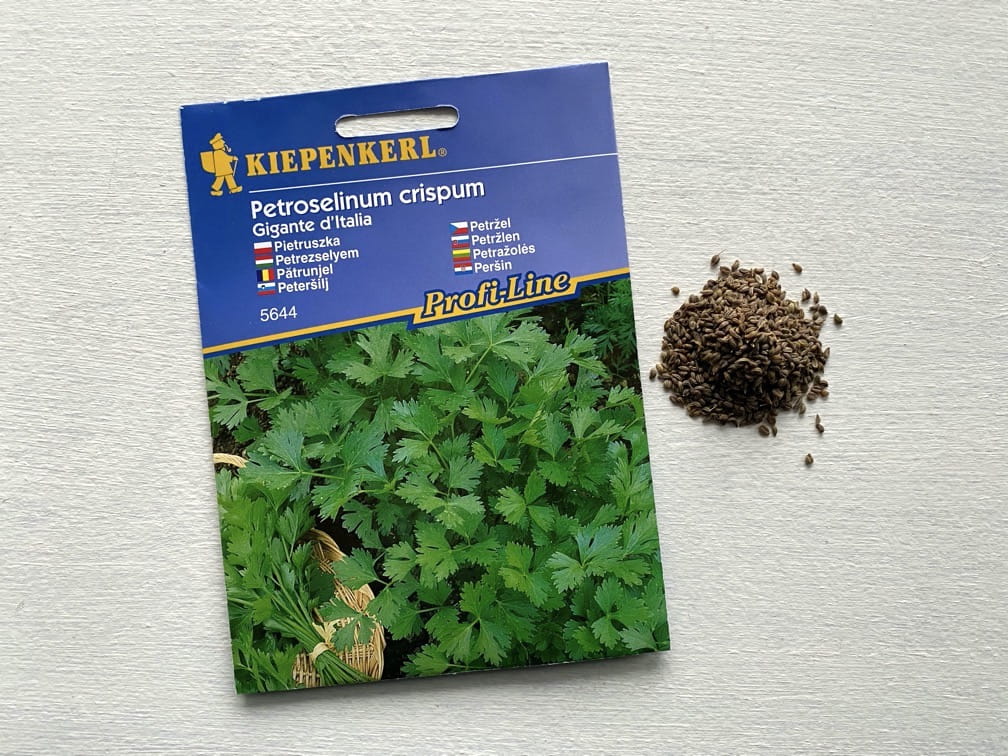 Pietruszka naciowa 'Gigante d'Italia' Kiepenkerl - obrazek 2