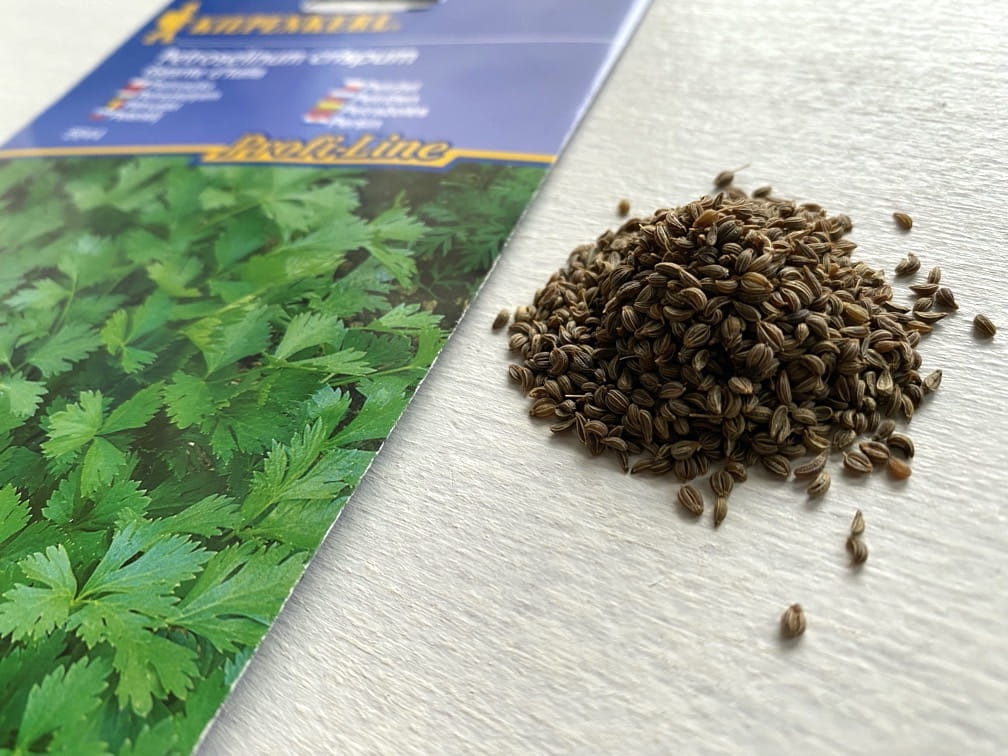 Pietruszka naciowa 'Gigante d'Italia' Kiepenkerl - obrazek 3