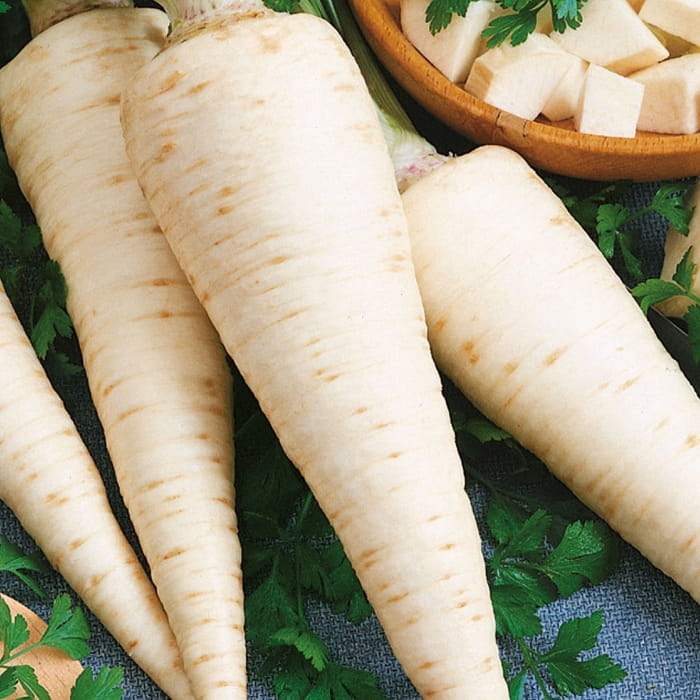 Pietruszka Korzenna Halblange - Kiepenkerl - obrazek 3