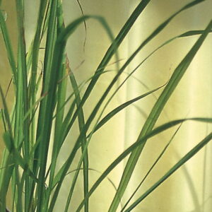 Trawa cytrynowa 'East Indian'  Ca³oroczna  Kiepenkerl