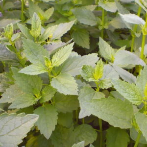 Miêta koreañska 'Seoul' Miododajna Kiepenkerl