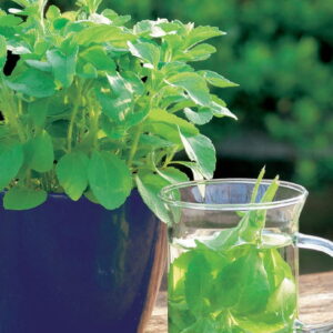 Stewia 'Sweet Honey'  Nasiona  Kiepenkerl