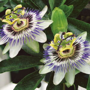 Passiflora / Mêczennica - Kiepenkerl