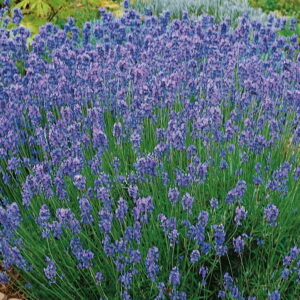 Lawenda 'Hidcote Blue Strain' Nasiona Kiepenkerl