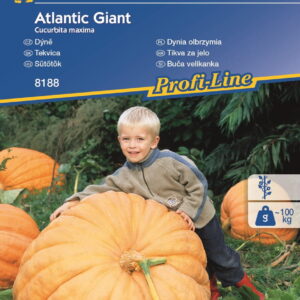 Dynia 'Atlantic Giant' Olbrzymia Kiepenkerl