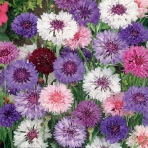 Chaber b³awatek Mix Kiepenkerl