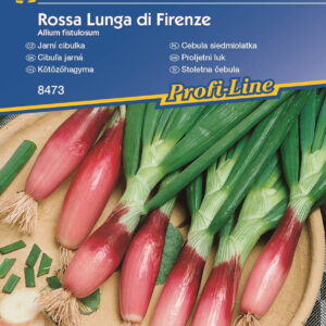 Cebula siedmiolatka Czosnek dêty Kiepenkerl