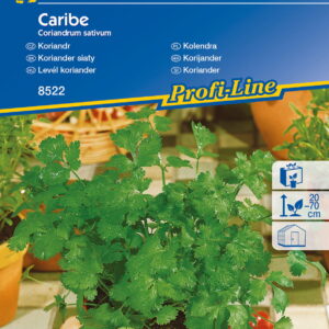 Kolendra 'Caribe' Aromatyczna Kiepenkerl