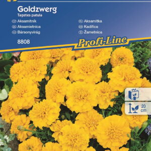 Aksamitka 'Goldzwerg' ¯ó³ta Kiepenkerl