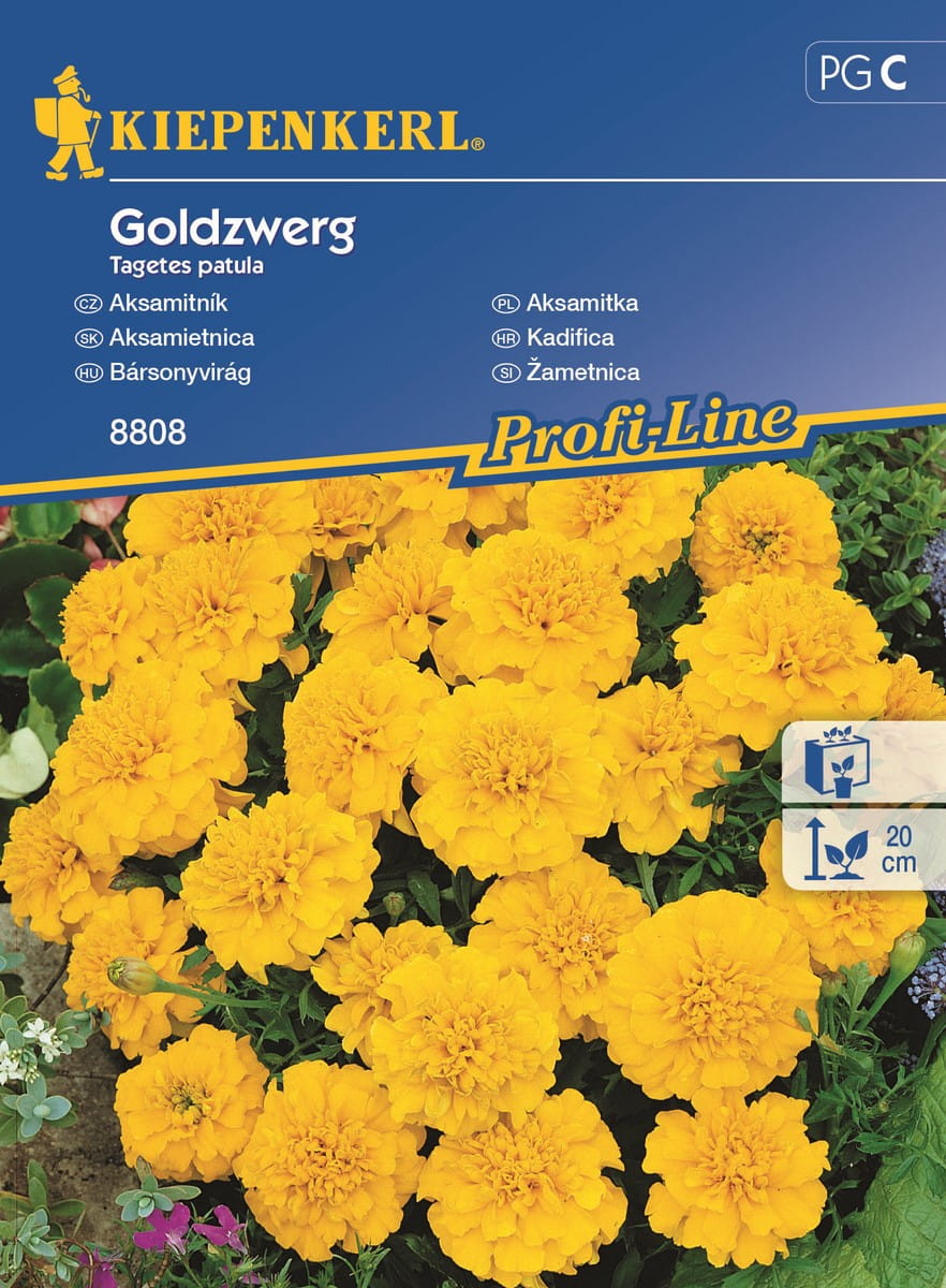 Aksamitka 'Goldzwerg' ¯ó³ta Kiepenkerl