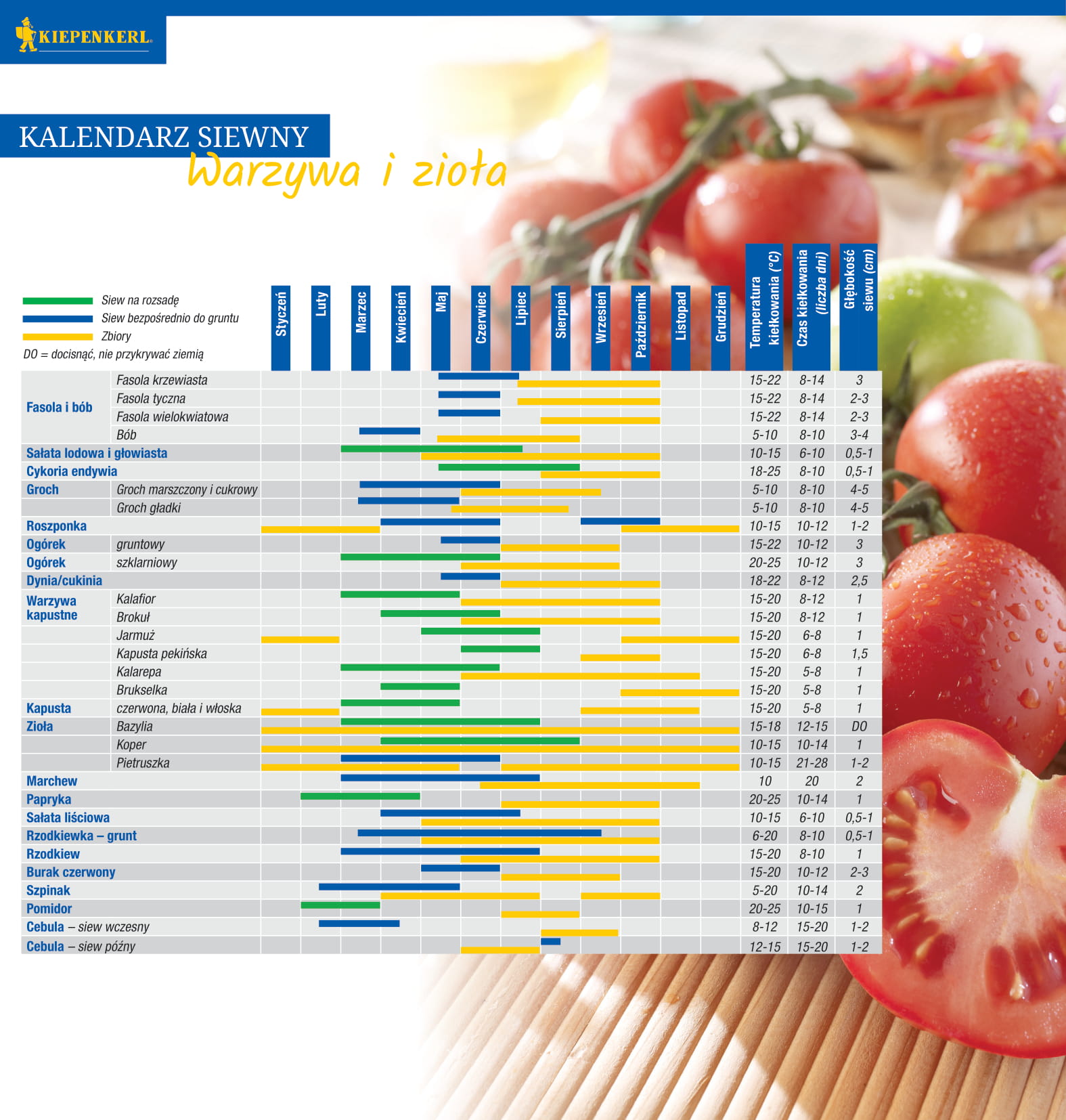 Bazylia Drobnolistna Aromatyczna Kiepenkerl - obrazek 3