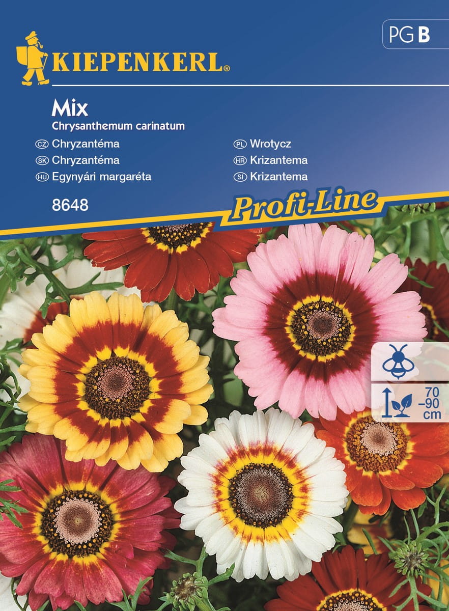 Z³ocieñ Chryzantema Mieszanka Kiepenkerl