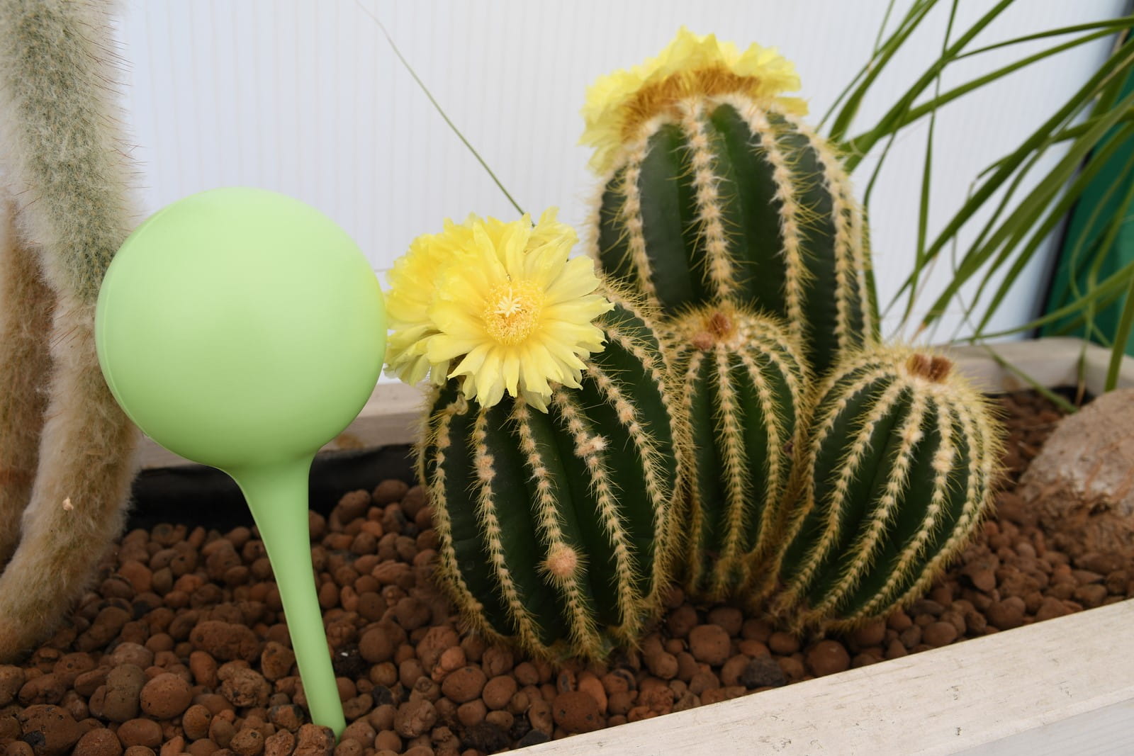 Nawil¿acz do kwiatów. Dozownik wody 2 szt. Koopman - obrazek 2