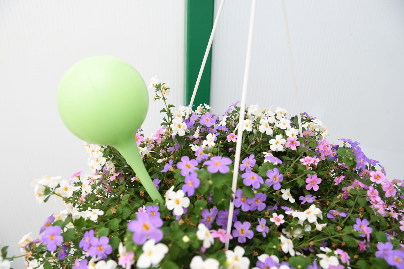 Nawil¿acz do kwiatów. Dozownik wody 2 szt. Koopman - obrazek 3