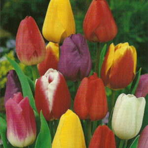 Tulipany Pojedyncze Mix 15 szt.