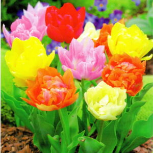 Tulipany Pe³ne Mix 15 szt.
