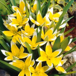 Tulipan 'Tarda' 30 szt.