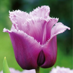 Tulipan Strzêpiasty 'Louvre' 15 szt