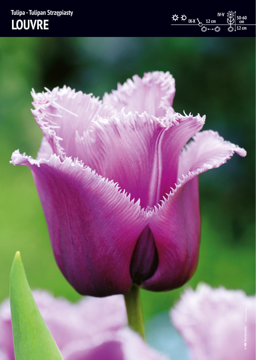 Tulipan Strzêpiasty 'Louvre' 15 szt