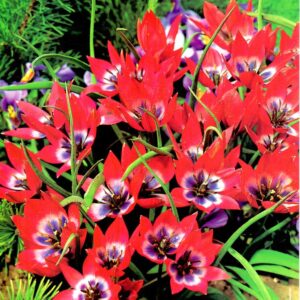 Tulipan Botaniczny 'Little Beauty' 20 szt.