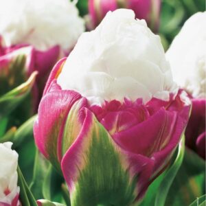 Tulipan Podwójny 'Ice Cream' 5 szt.