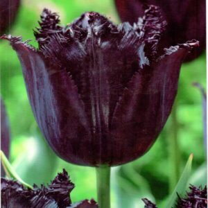 Tulipan 'Fringed Black' 10 szt.