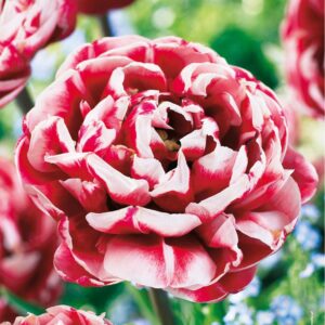 Tulipan Pe³ny 'Drumline' 10 szt.